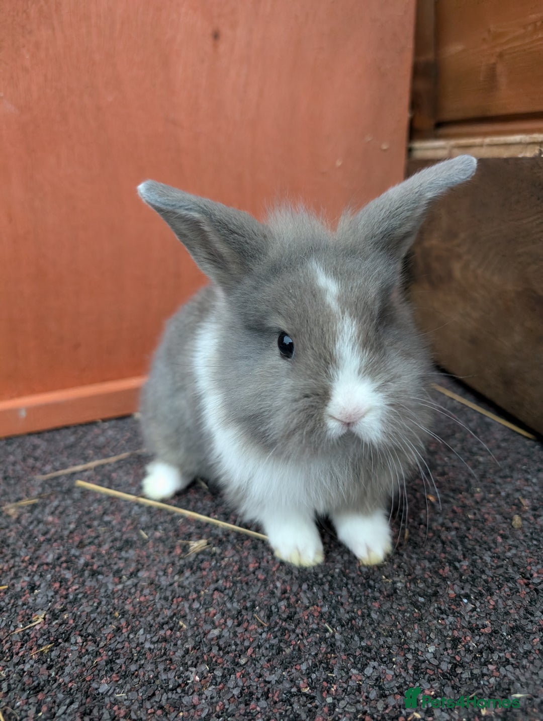 Mini Lop rabbits for sale: Minilops rabbits and various other breeds - Image 4
