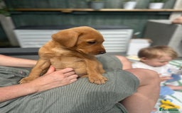 Labrador Retriever dogs for sale: Labrador 2 x boys left FTW Drakeshead Flycatcher   in Blackpool - Image 5