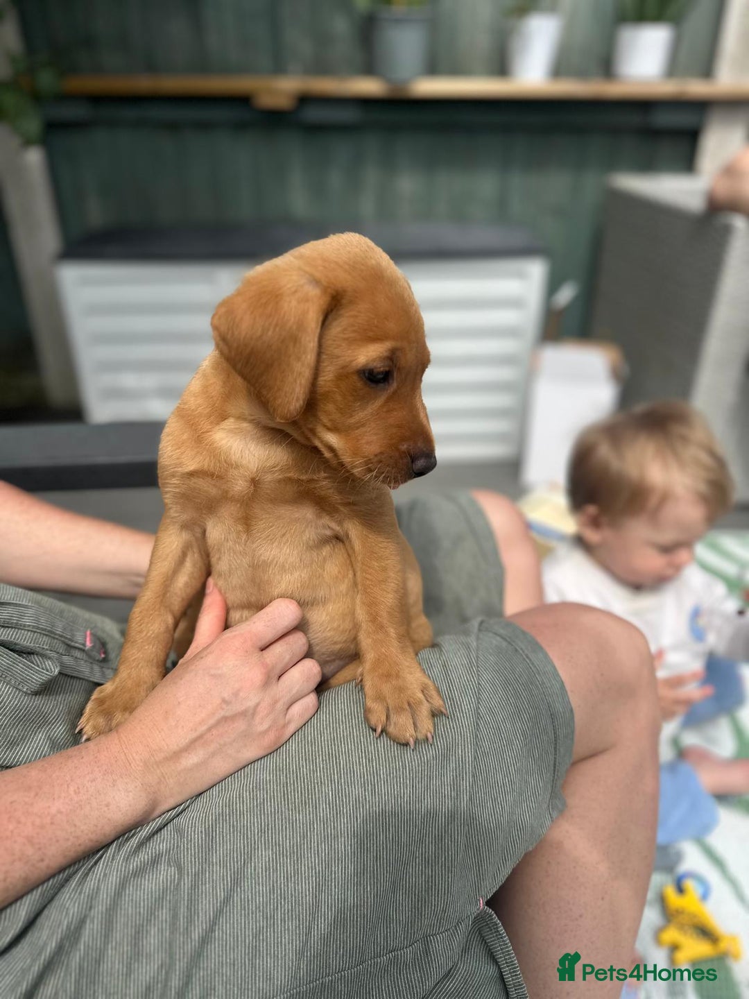 Labrador Retriever dogs for sale: Labrador 2 x boys left FTW Drakeshead Flycatcher   in Blackpool - Image 5