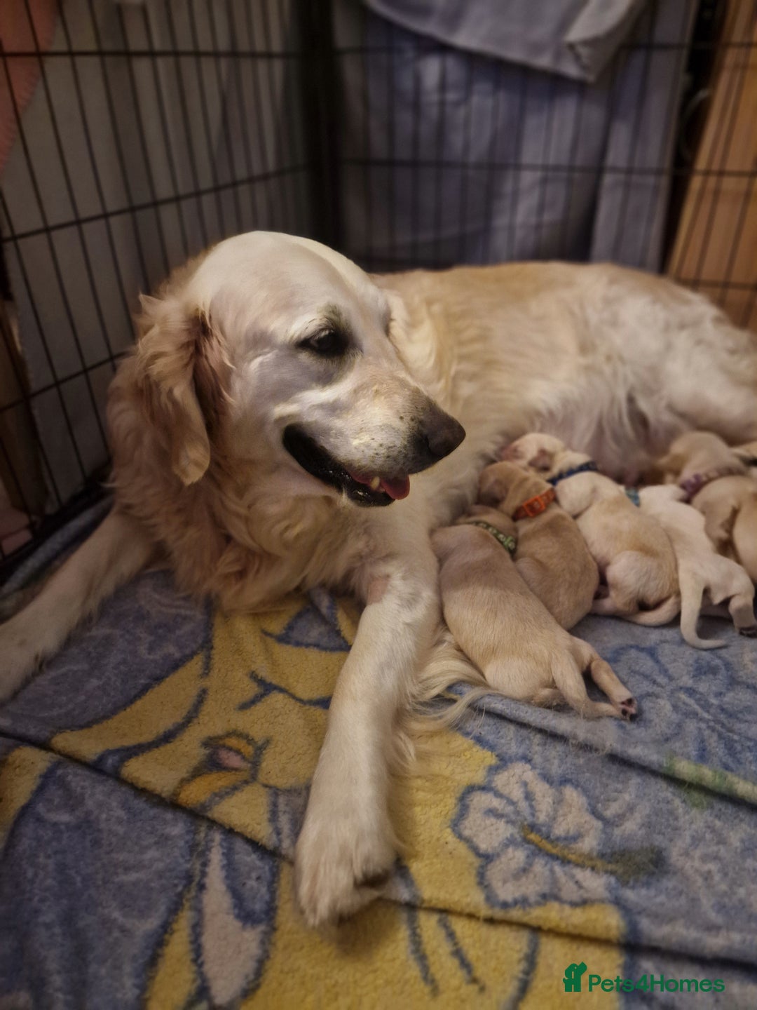 Golden Retriever dogs for sale: 🐾🐕Golden Retriever Puppies 🐶 🐕‍🦺 - Image 2