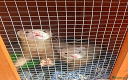 Ferret rodents for sale: 2 x male ferrets - Image 4