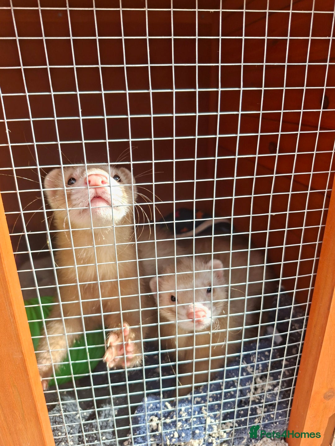 Ferret rodents for sale: 2 x male ferrets - Image 4
