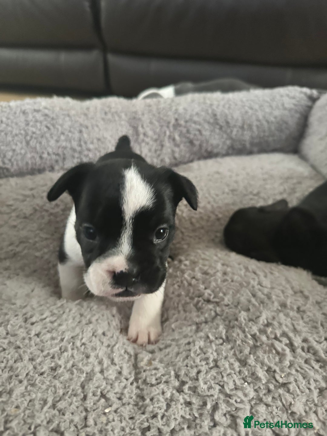 Mixed Breed dogs for sale: American French bulldog  - Image 8