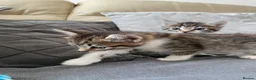 Mixed Breed cats for sale: 4 friendly loving kittens for sale  - Advert 9
