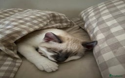 Ragdoll cats for sale: 6 Month Old Male Ragdoll X - Image 3