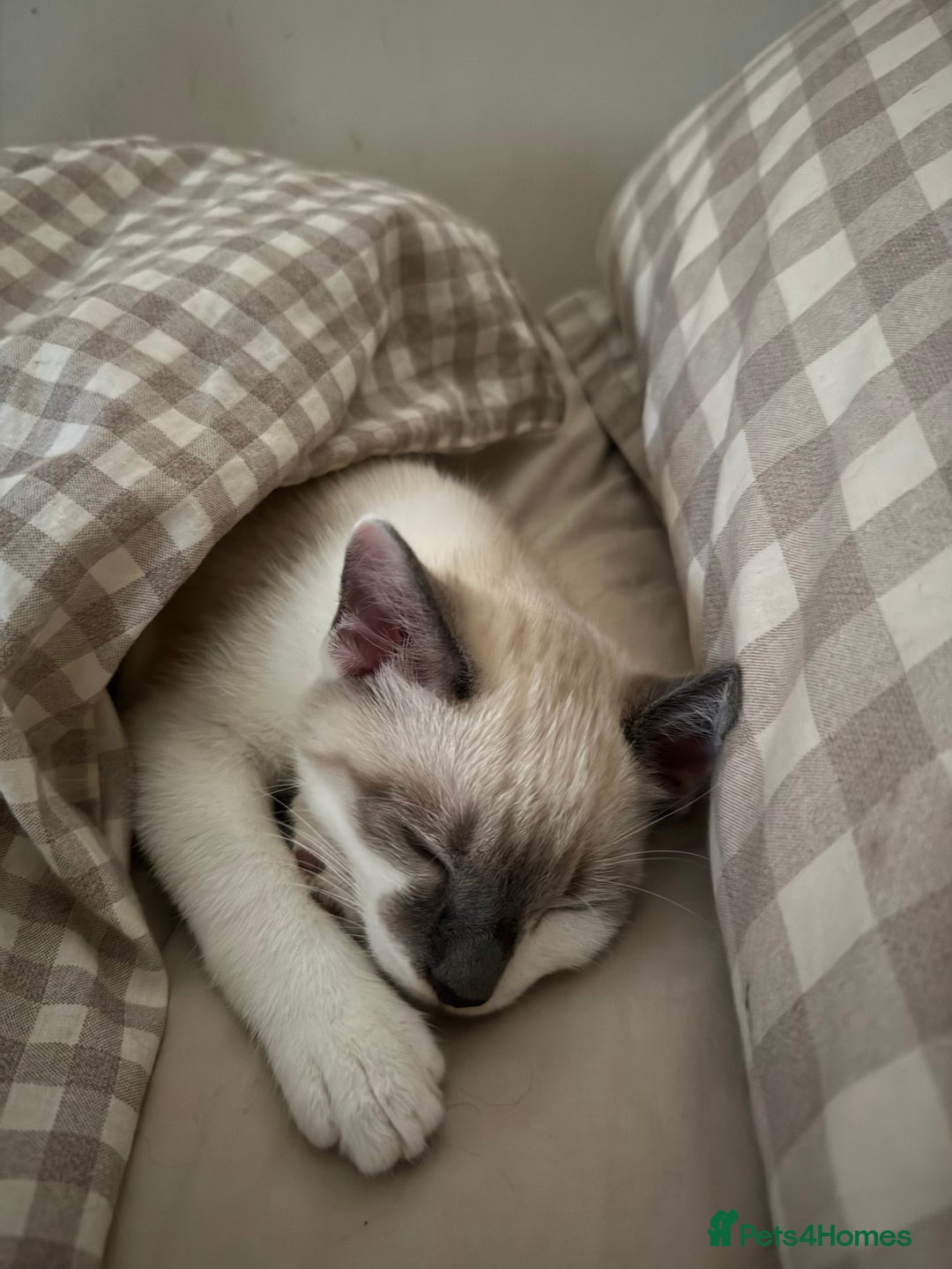 Ragdoll cats for sale: 6 Month Old Male Ragdoll X - Image 3