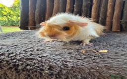 Guinea Pig rodents for sale: Baby Guinea Pigs - Image 7