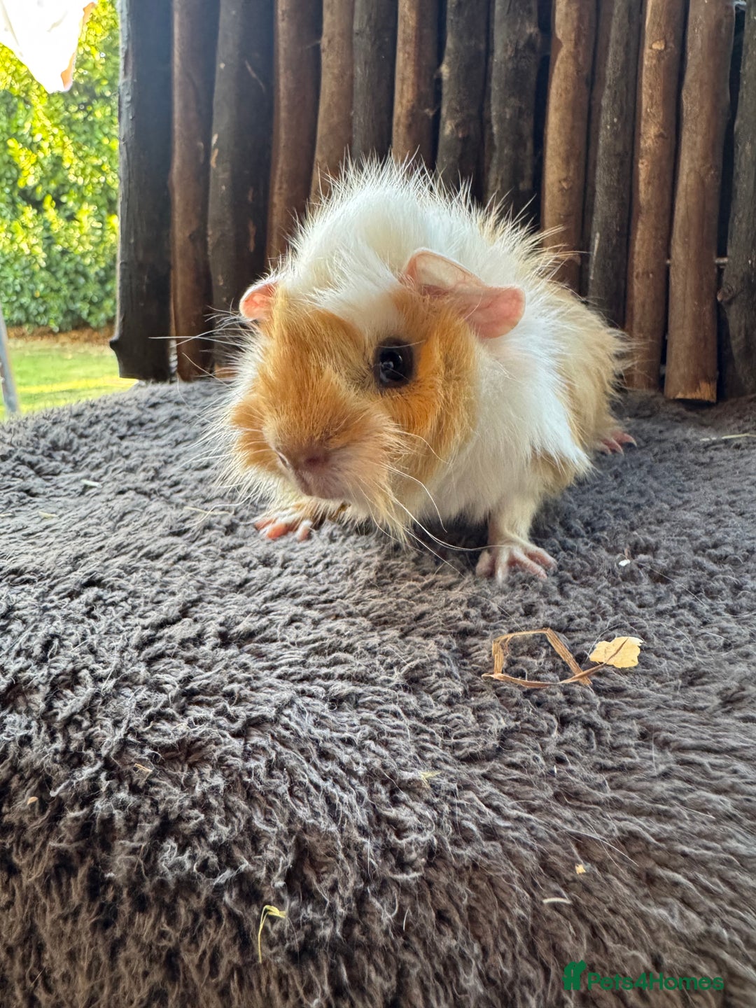 Guinea Pig rodents for sale: Baby Guinea Pigs - Image 7