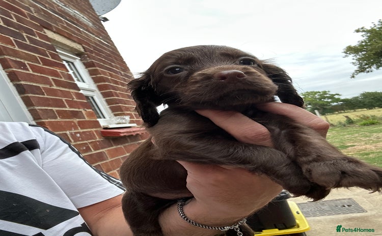 Cocker Spaniel dogs - Advert 4