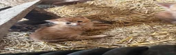 Mixed Breed cats for sale: Kittens looking for forever home! - Advert 8