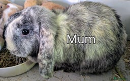 Mini Lop rabbits for sale: Beautiful mini lop babies ready for new homes - Image 3