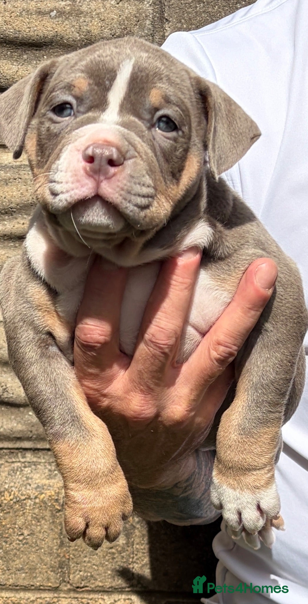 American Bully dogs ABKC Pocket bully - Advert 4