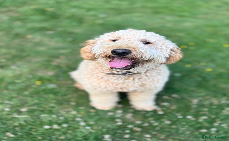 Mini Goldendoodle dogs - Advert 3