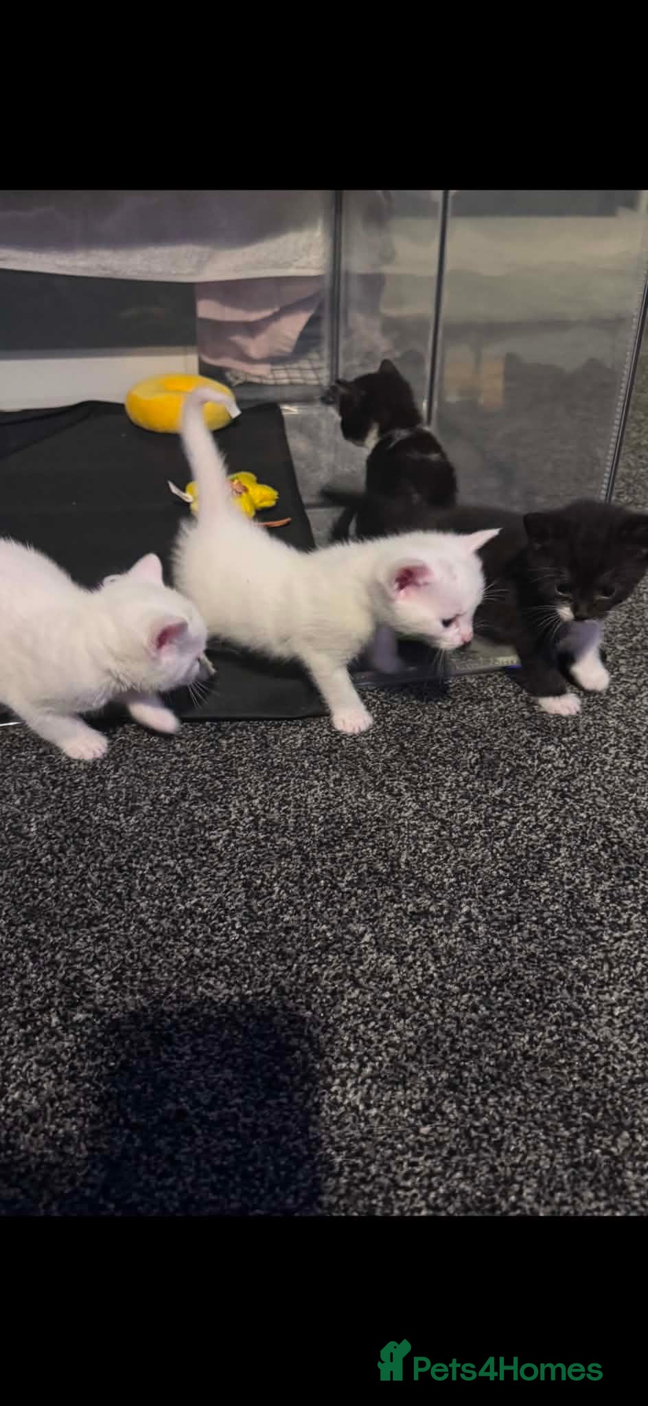 Mixed Breed cats Tonkinese cross kittens  - Advert 5