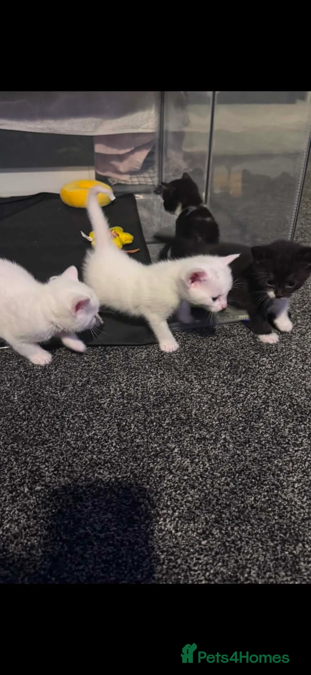 Mixed Breed cats for sale: Tonkinese cross kittens  - Advert 1