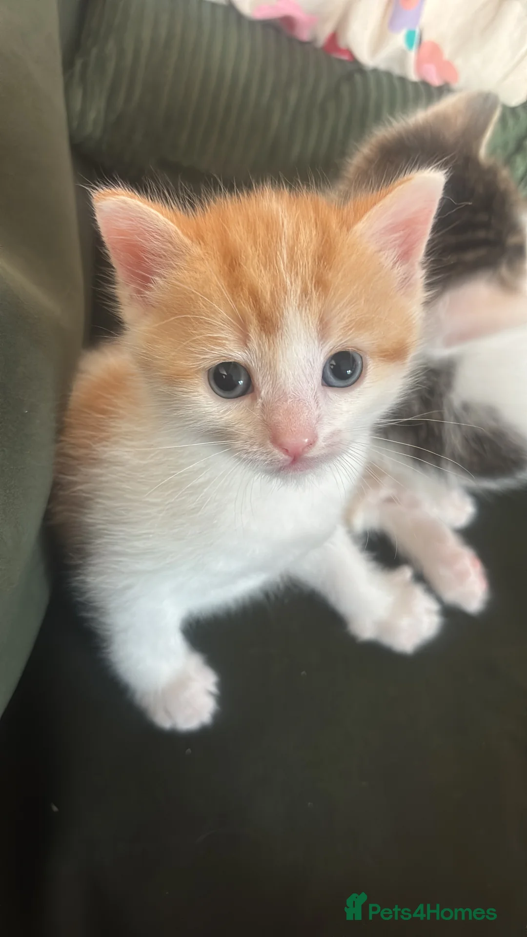 Mixed Breed cats for sale: 2 boy 2 girl kittens - Advert 7