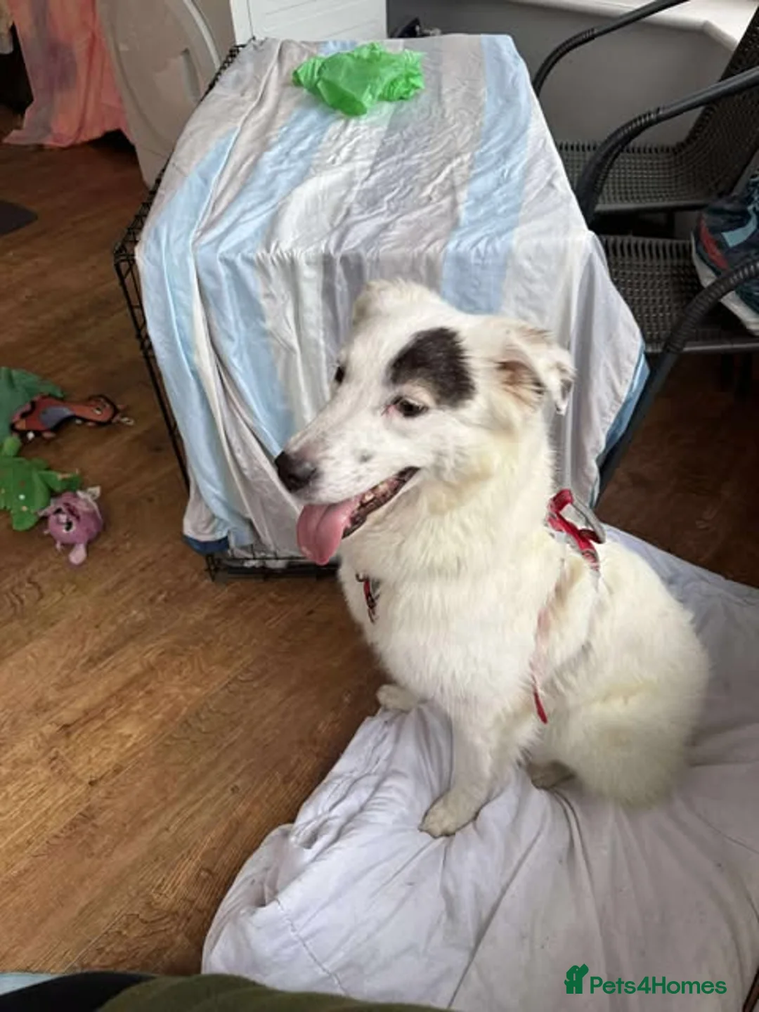 Mixed Breed dogs for adoption: Handsome Albie in Bordon - Advert 2