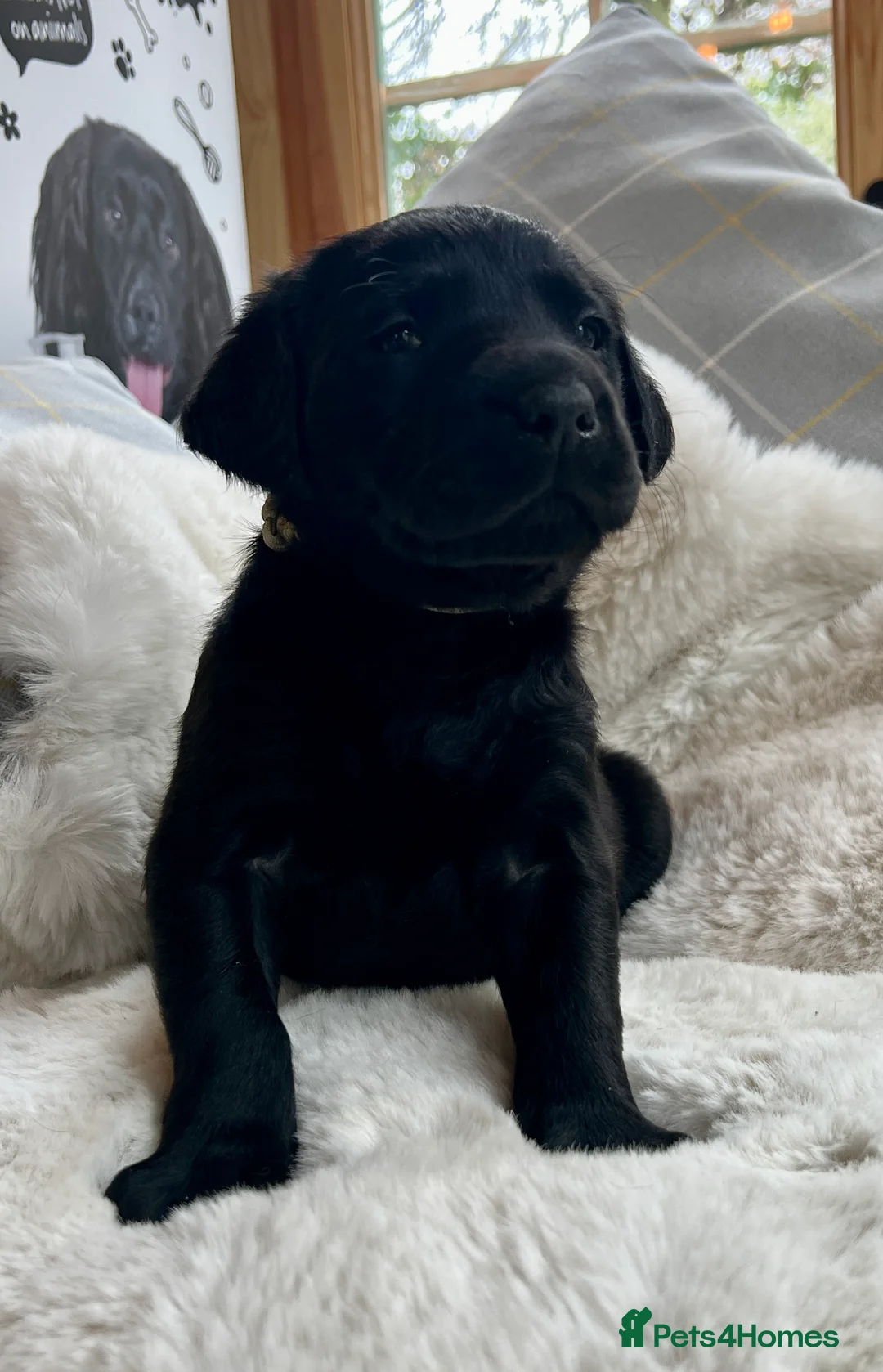 Labrador Retriever dogs for sale: KC black Labradors  - Advert 3