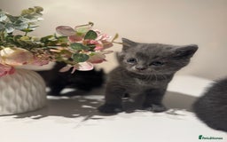 British Shorthair cats for sale: 🐾✨ 4 Tiny Superstars ✨🐾 - Image 8