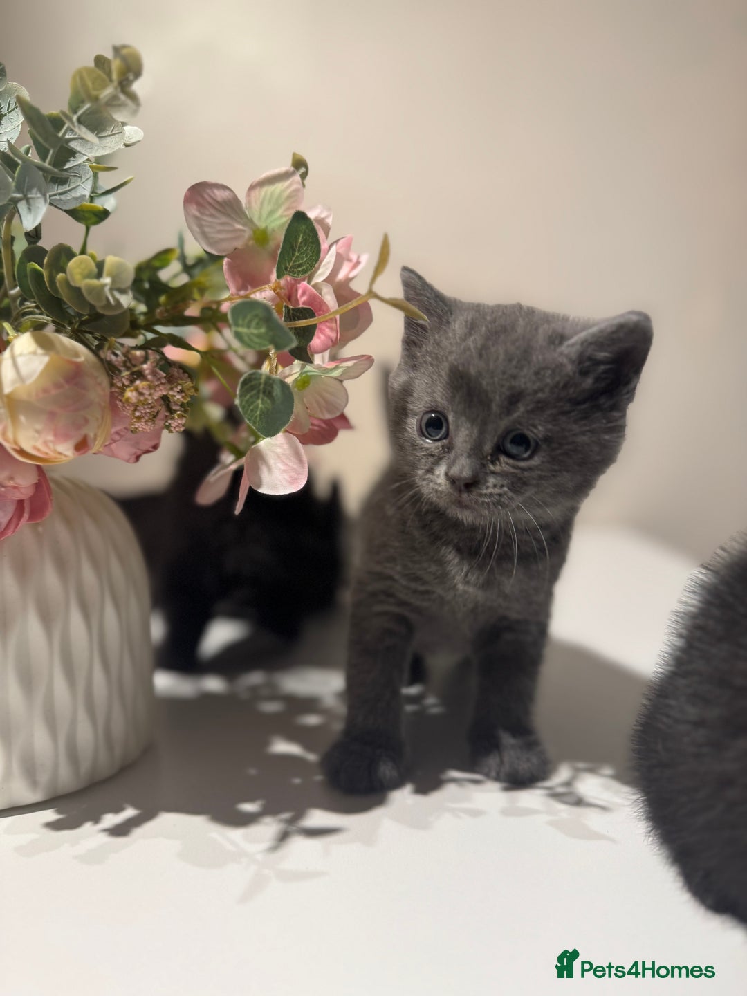 British Shorthair cats for sale: 🐾✨ 4 Tiny Superstars ✨🐾 - Image 8