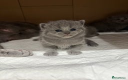 Scottish Fold cats for sale: Scottish fold  - Image 1
