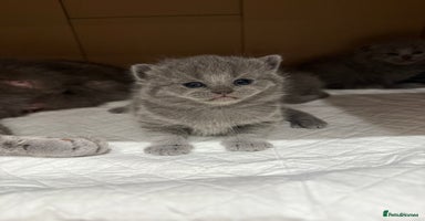 Scottish Fold cats - Advert 16