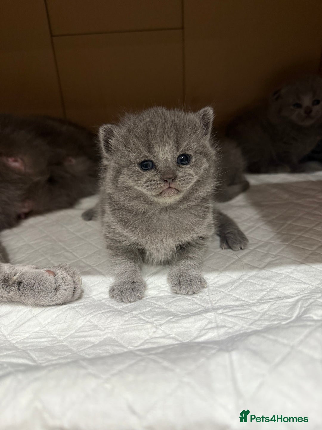 Scottish Fold cats for sale: Scottish fold  - Image 1