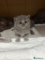 Scottish Fold cats - Advert 7