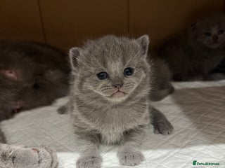 Scottish Fold cats - Advert 14