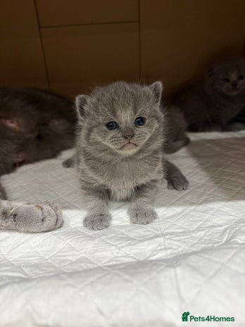 Scottish Fold cats - Advert 4