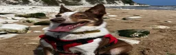 Border Collie dogs for sale: Our beautiful boy spud  - Advert 15