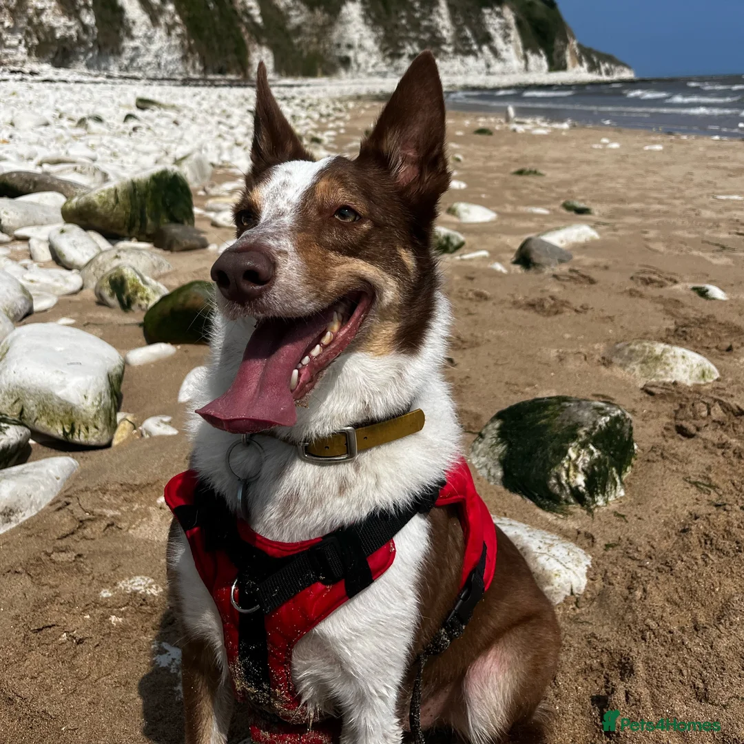 Border Collie dogs for sale: Our beautiful boy spud  - Advert 15