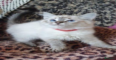 Ragdoll cats - Advert 10