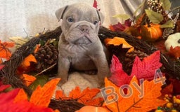 English Bulldog dogs for sale: Isabella and tri English bulldog puppy’s  - Image 6