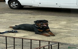 Rottweiler dogs for stud: Perfect Rottweiler for STUD - Image 2