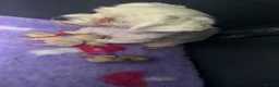 Maltipoo dogs for sale: 🩷Tiny Maltipoo,KC dna health clear parents 🥰 - Advert 6