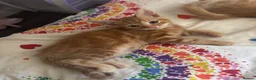 Mixed Breed cats for sale: Gorgeous Ginger mixed breed kittens.  in Salisbury - Advert 2
