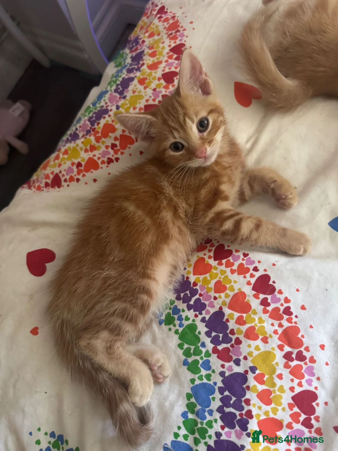 Mixed Breed cats for sale: Gorgeous Ginger mixed breed kittens.  in Salisbury - Advert 2