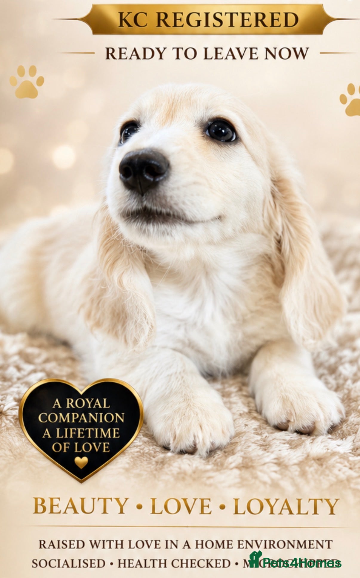 Miniature Dachshund dogs ✨🩷 absolutely STUNNING full long hair light cream - Advert 1