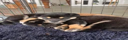 Japanese Shiba Inu dogs for sale: 3 beautiful Shiba puppies  - Advert 11