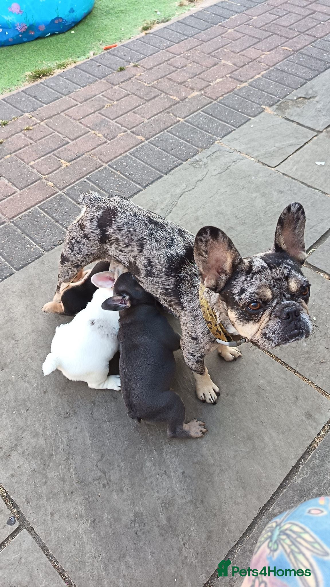 French Bulldog dogs Beautiful French pups  - Advert 1
