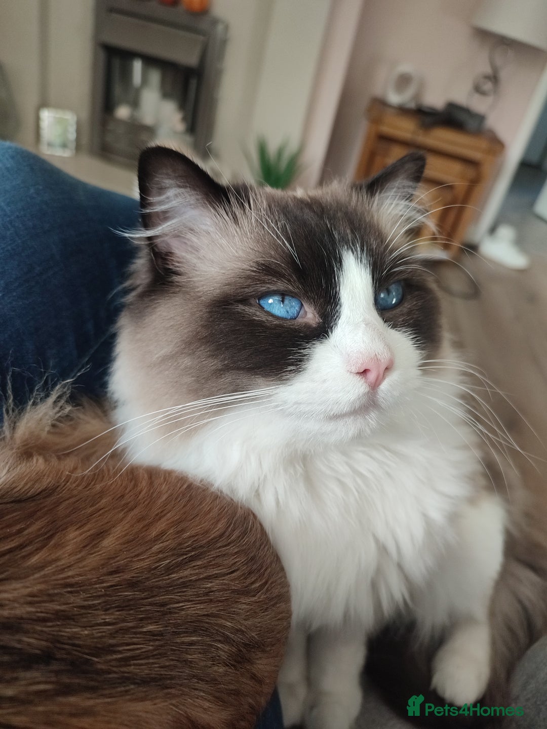 Ragdoll cats for sale: Pure bred ragdoll kittens  - Image 1