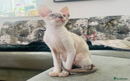 Cornish Rex cats for sale: Stunning ready to leave now Cornish Rex Female  - Image 6