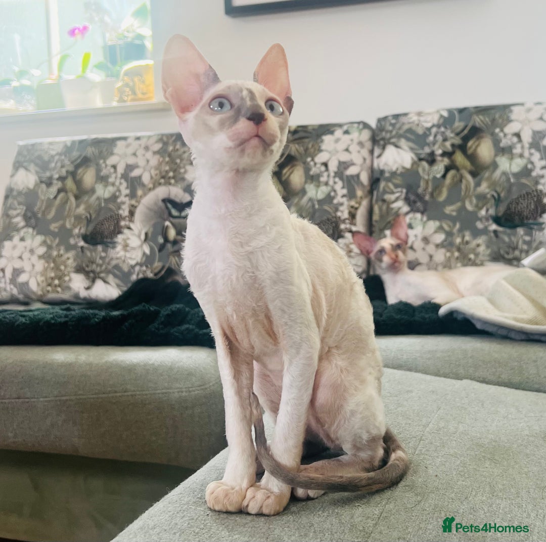 Cornish Rex cats for sale: Stunning ready to leave now Cornish Rex Female  - Image 6