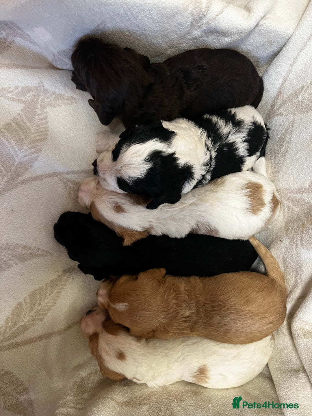Cockapoo dogs for sale: Beautiful F1 Cockapoos For Sale  - Image 2