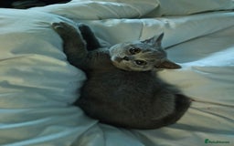 British Shorthair cats for sale: Female British shorthair  - Image 4