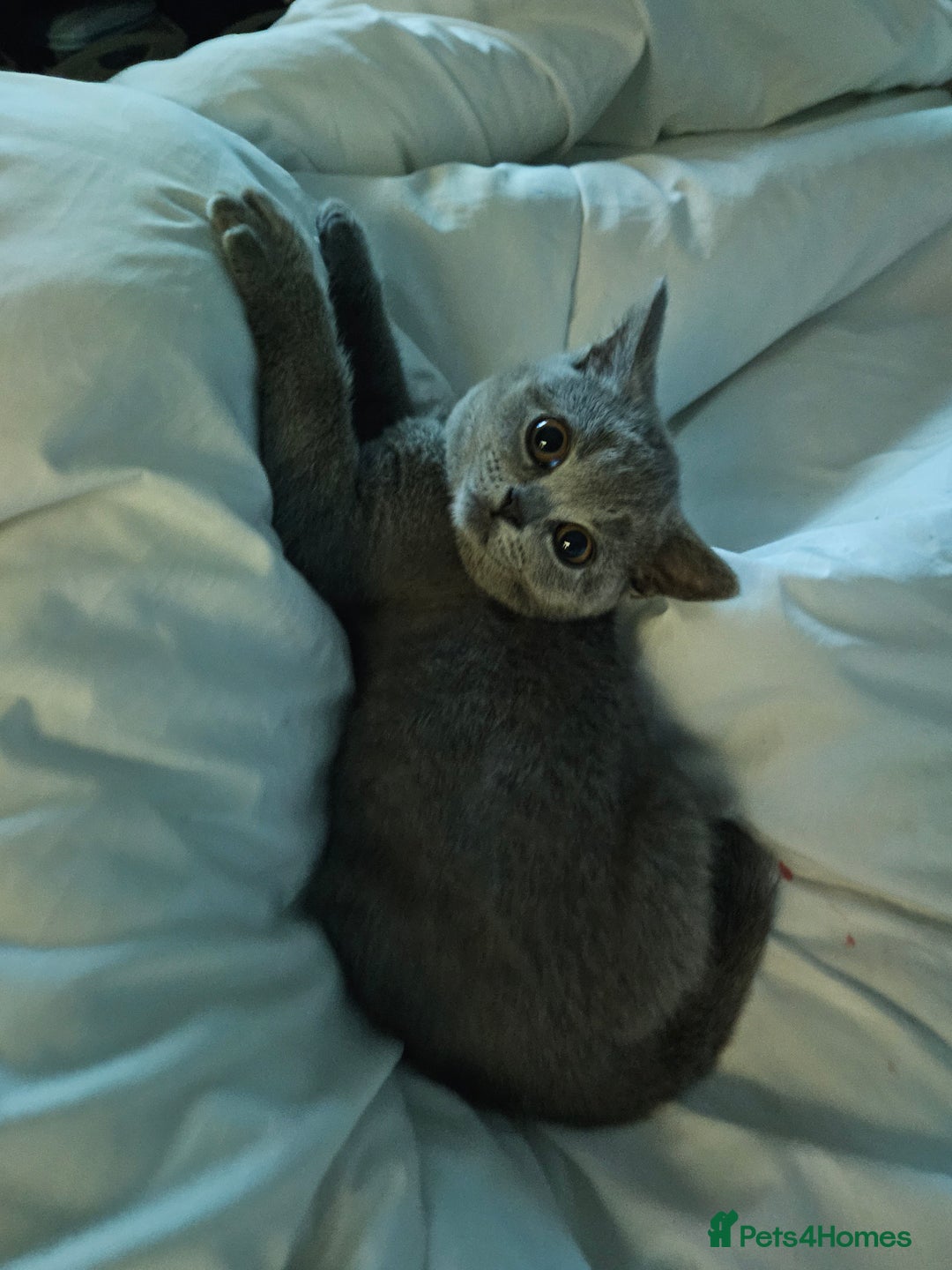 British Shorthair cats for sale: Female British shorthair  - Image 4