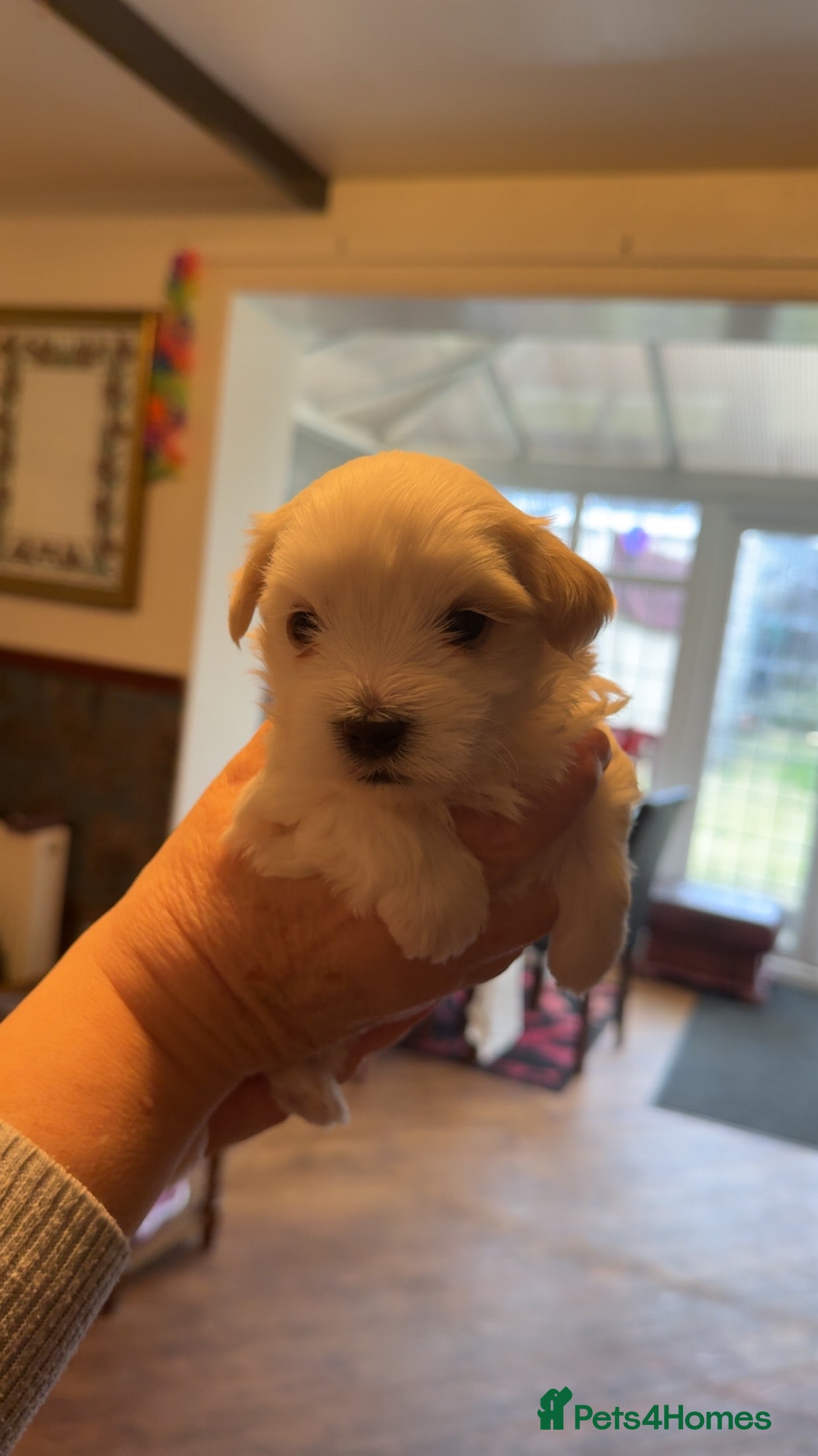 Morkie dogs Morkie Puppies - Advert 11