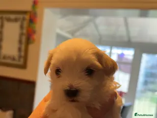 Morkie dogs Morkie Puppies - Advert 11