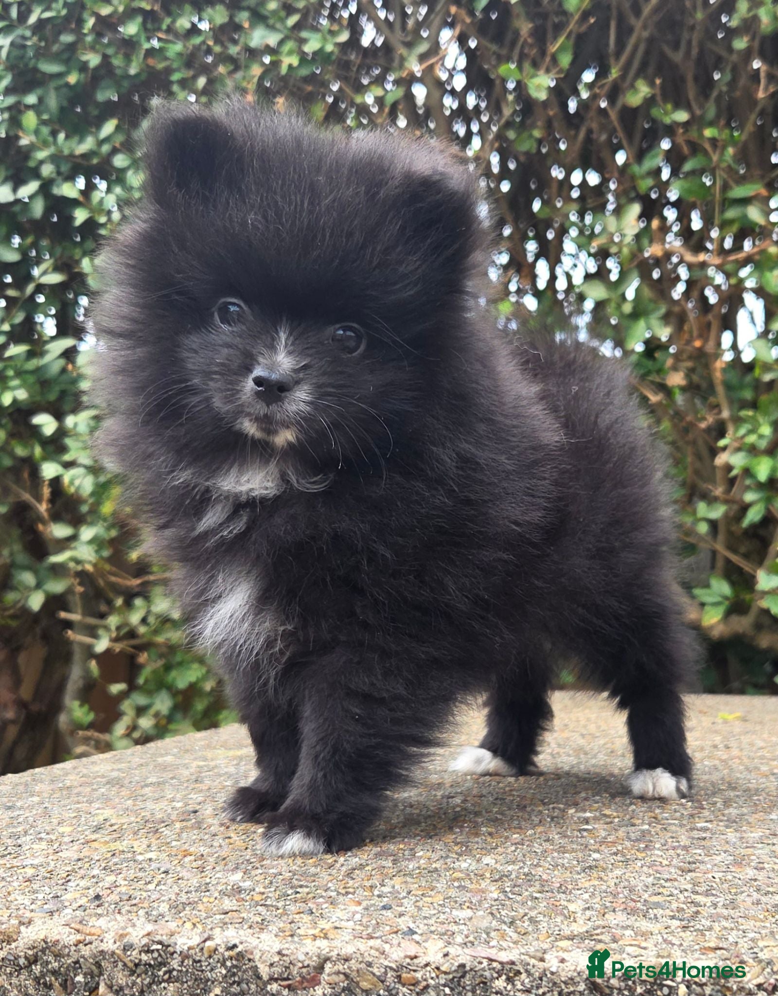Pomeranian dogs Beautiful Pomeranian ONLY ONE MALE LEFT for sale  - Advert 1